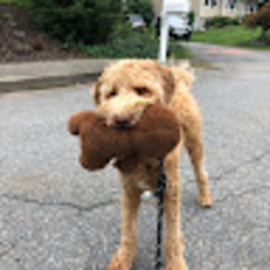 Meet your Posher, Dawn